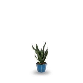 Plants Of Steel House At Lowes