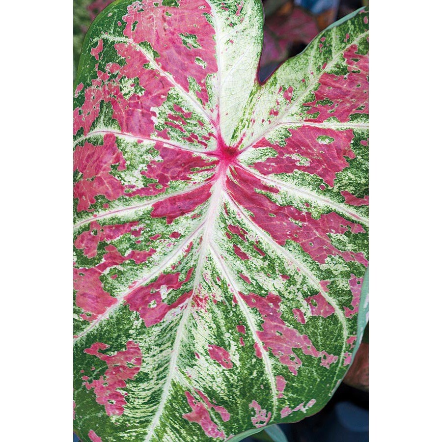 Monrovia 1-Gallon Insignificant Raspberry Moon Caladium