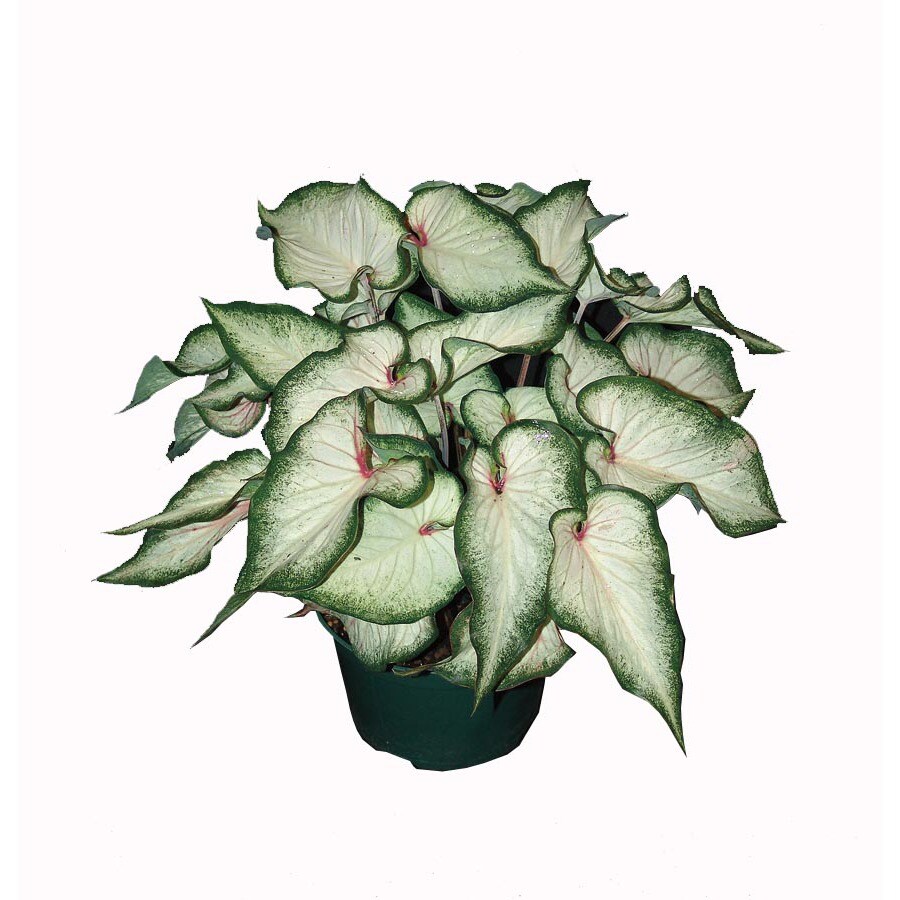 2.5-Quart Insignificant White Wonder Caladium (L23964) at Lowes.com