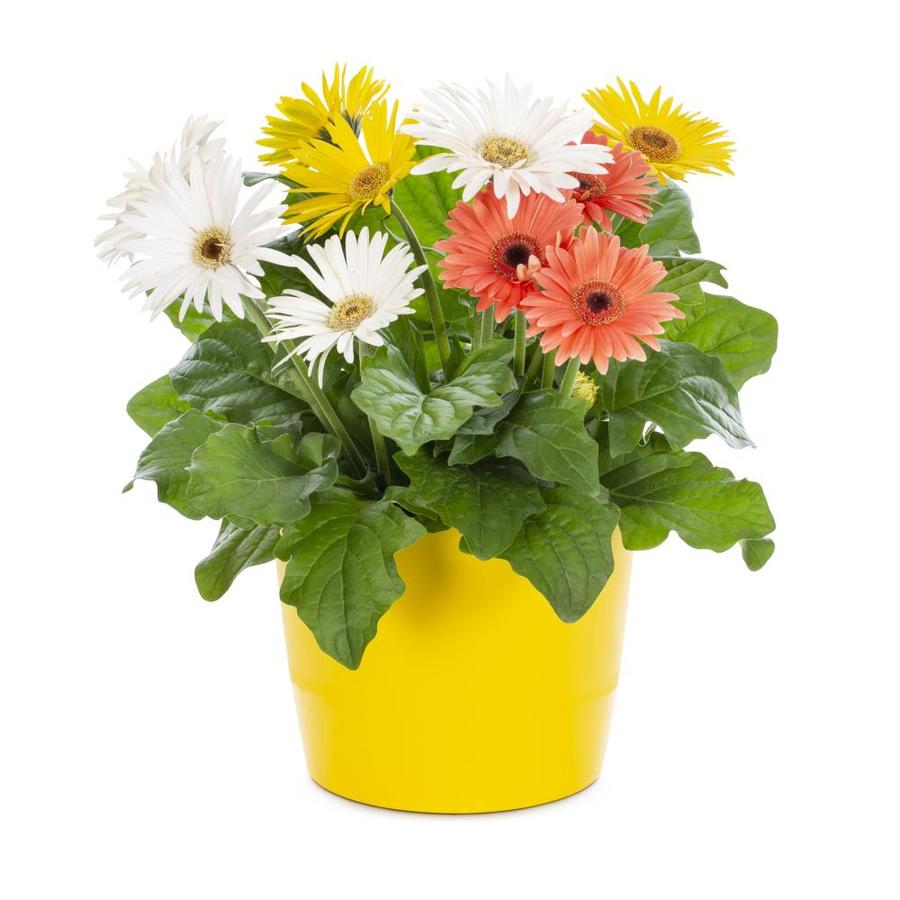 3Quart Multicolor Gerbera Daisy in Planter (L3114) at