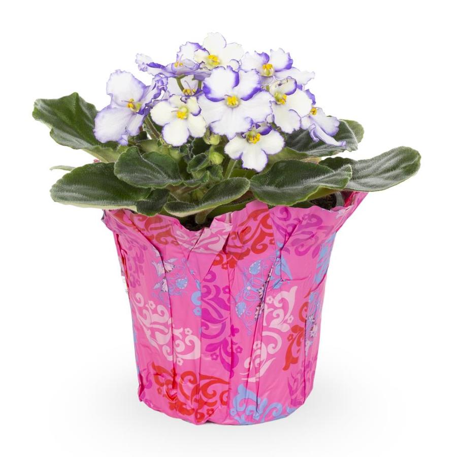 1Pint Multicolor African Violet in Plastic Pot (L17331HP) at