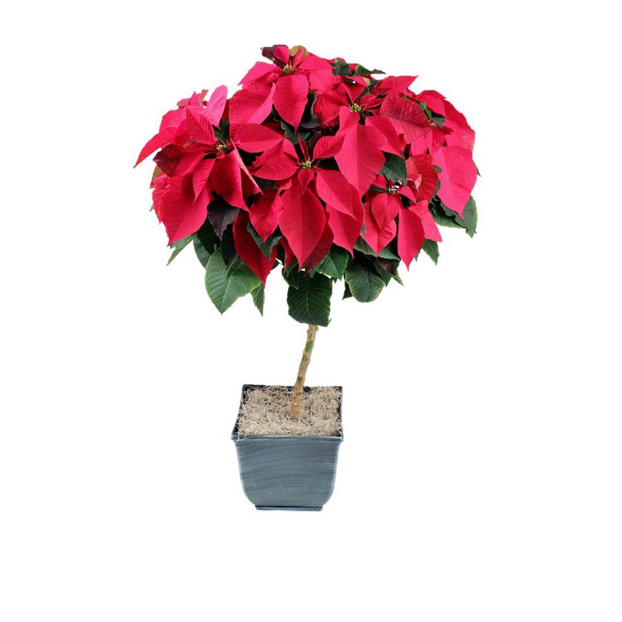 Shop 2.50-Gallon Poinsettia Tree (L22289) at Lowes.com