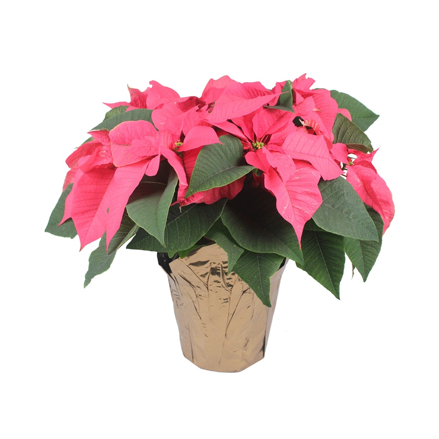 3.5Quart Pink Poinsettia in Pot (L17756hp) at