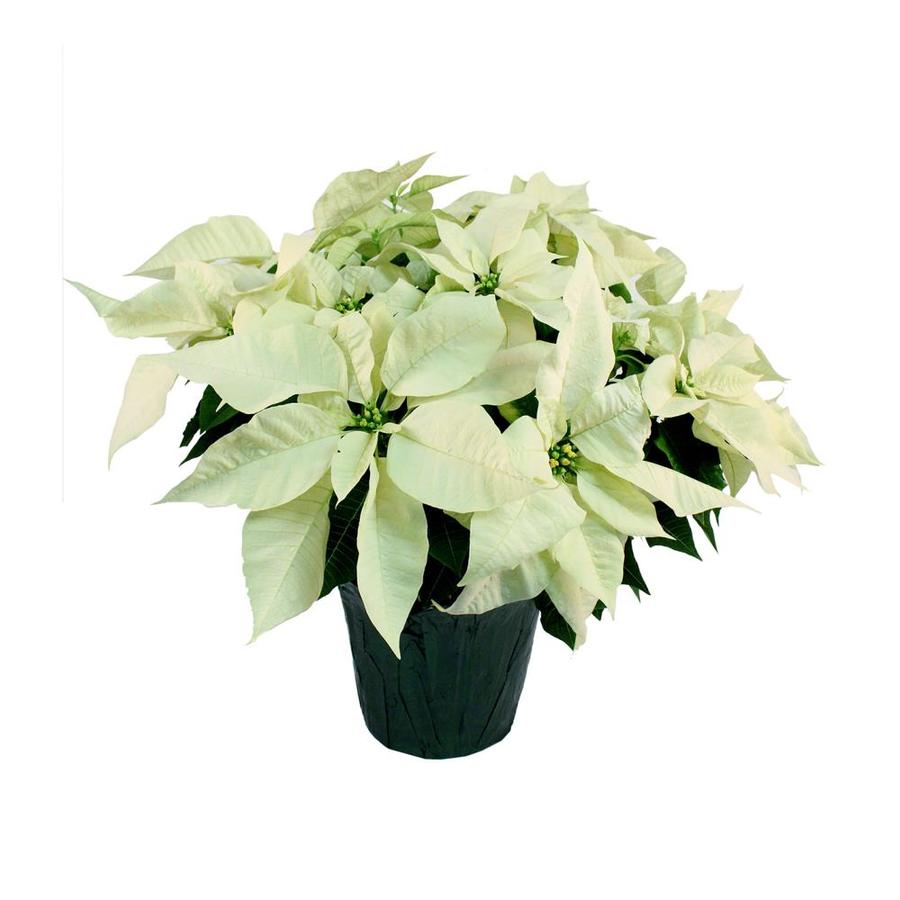 3.5Quart White Poinsettia in Pot (L17756hp) at