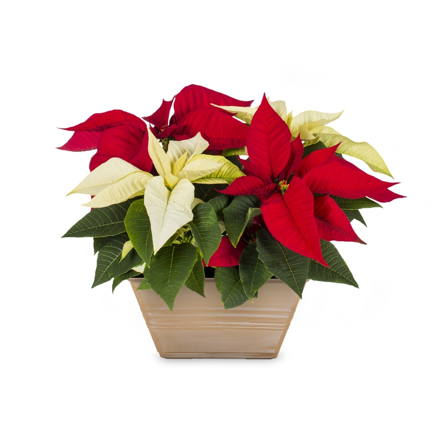 Lowes Poinsettias Store, 54% Off | Www.gruposincom.es