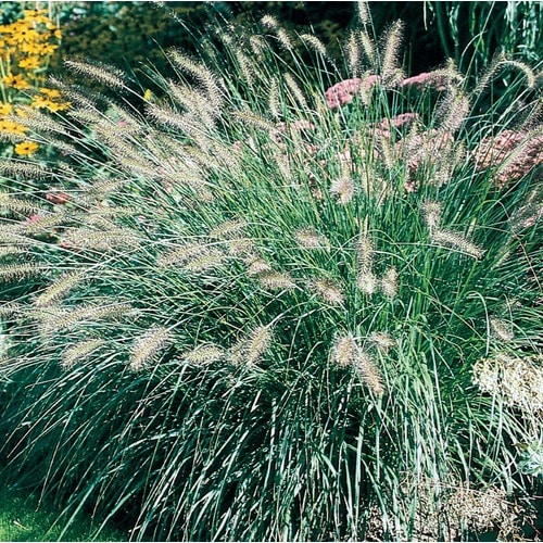 1.75-Gallon Fountain Grass (L4997) in the Ornamental Grasses department ...