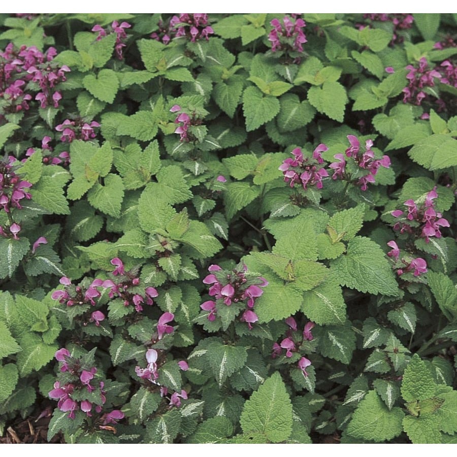 0.5-Quart in Pot Spotted Dead Nettle (L10994)