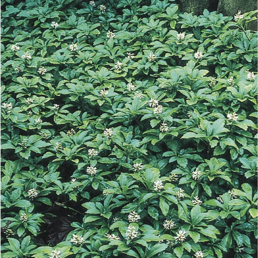 Anese Spurge Tray L4289 At Lowes Anese Spurge Tray L4289