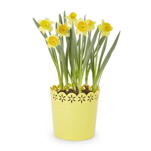 3Quart Multicolor Daffodil in Planter (L17330) in the Annuals