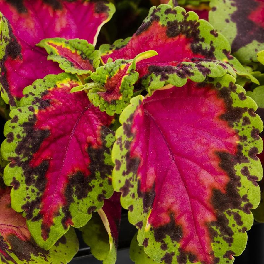 12-Pack Lavender Coleus in Tray (L2567) in the Annuals department at ...