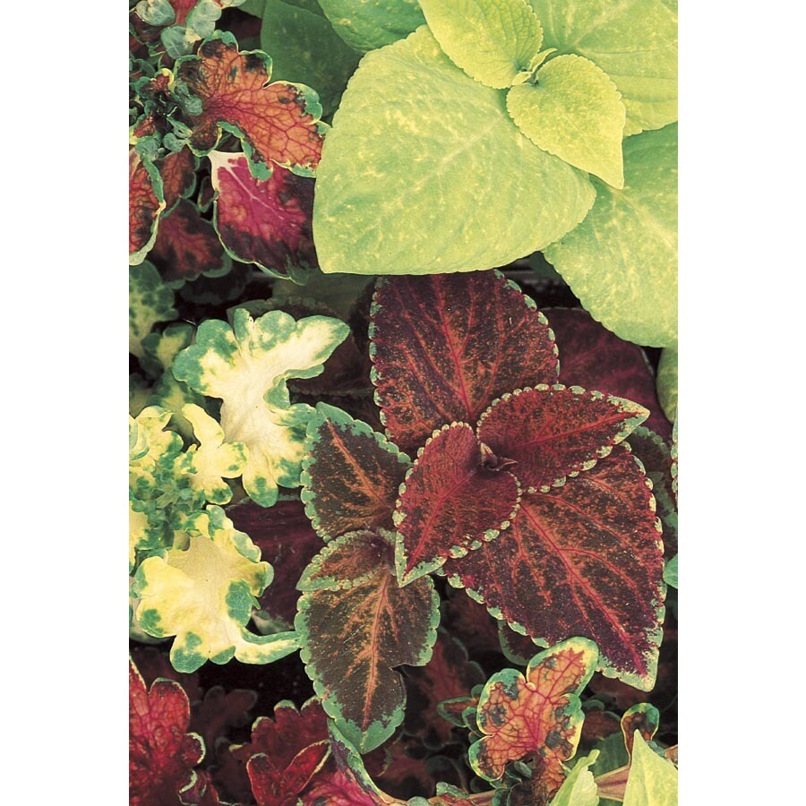 3 Gallon Lavender Coleus In Pot L2567 At Lowes 3 Gallon Lavender Coleus In Pot L2567