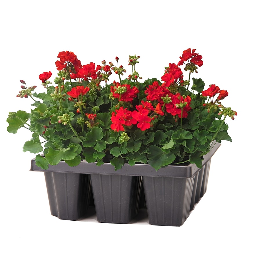 6-Pack Multicolor Seed Geranium in Pot (L17273) at Lowes.com