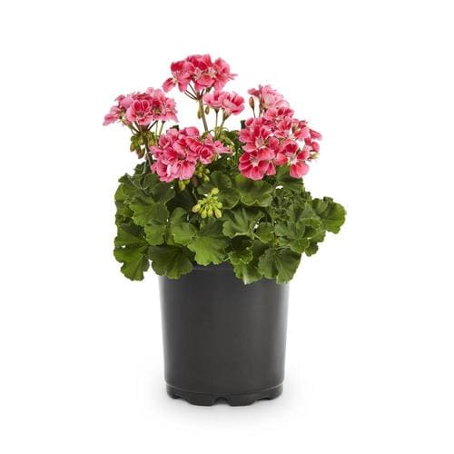 1-Quart Multicolor Geranium in Pot (L24272) in the Annuals department ...