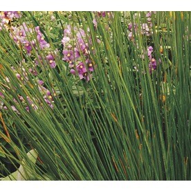 Shop Ornamental Grasses at Lowes.com