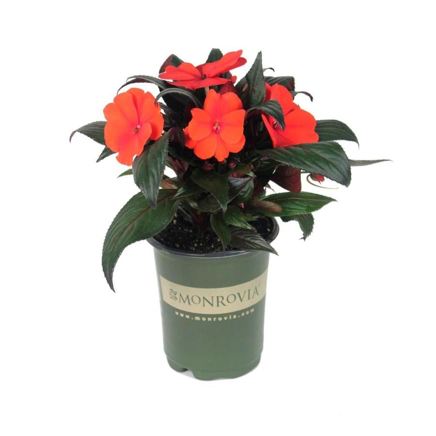 Shop Monrovia 1 Quart(S) Pot New Guinea Impatiens (L3080 ...