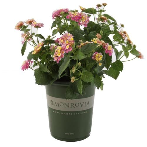 Monrovia 1-Quart Multicolor Lantana in Pot in the Annuals department at ...