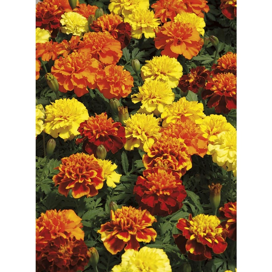 12Pack Multicolor French Marigold (Dwarf) in Tray (L17086) in the