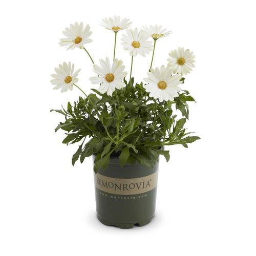 Monrovia 2.5Quart Multicolor African Daisy in Pot (L11796) in the