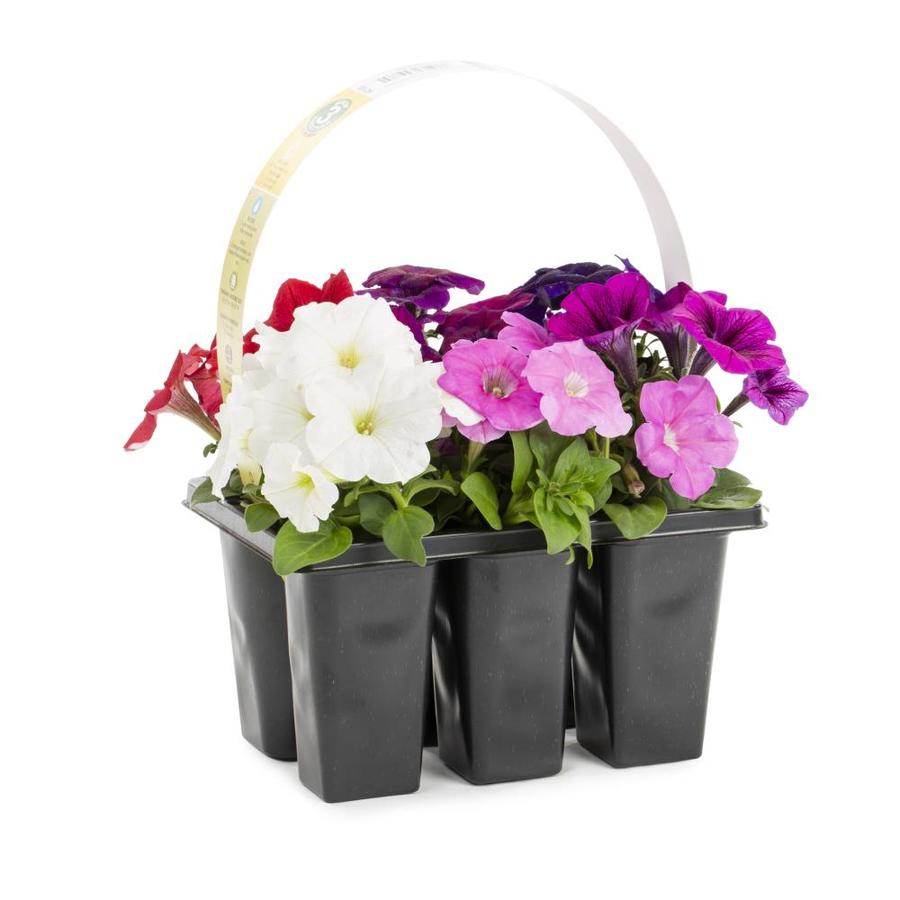 Shop 6-Pack Petunia (L17355) at Lowes.com