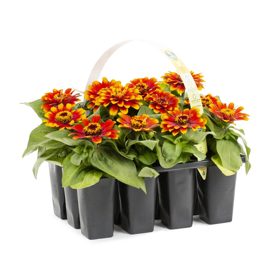 12Pack Multicolor Zinnia in Tray (L6859) at