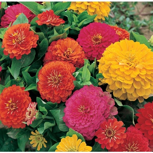 1-Quart Multicolor Zinnia in Pot (L6859) in the Annuals department at ...