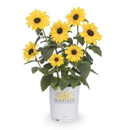 2.5Quart Yellow Sunflower in Pot (L11281) at