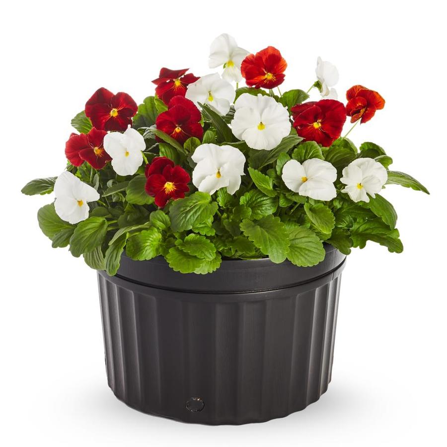 Ready Refill 2.5-Gallon Multicolor Pansy in Pot at Lowes.com