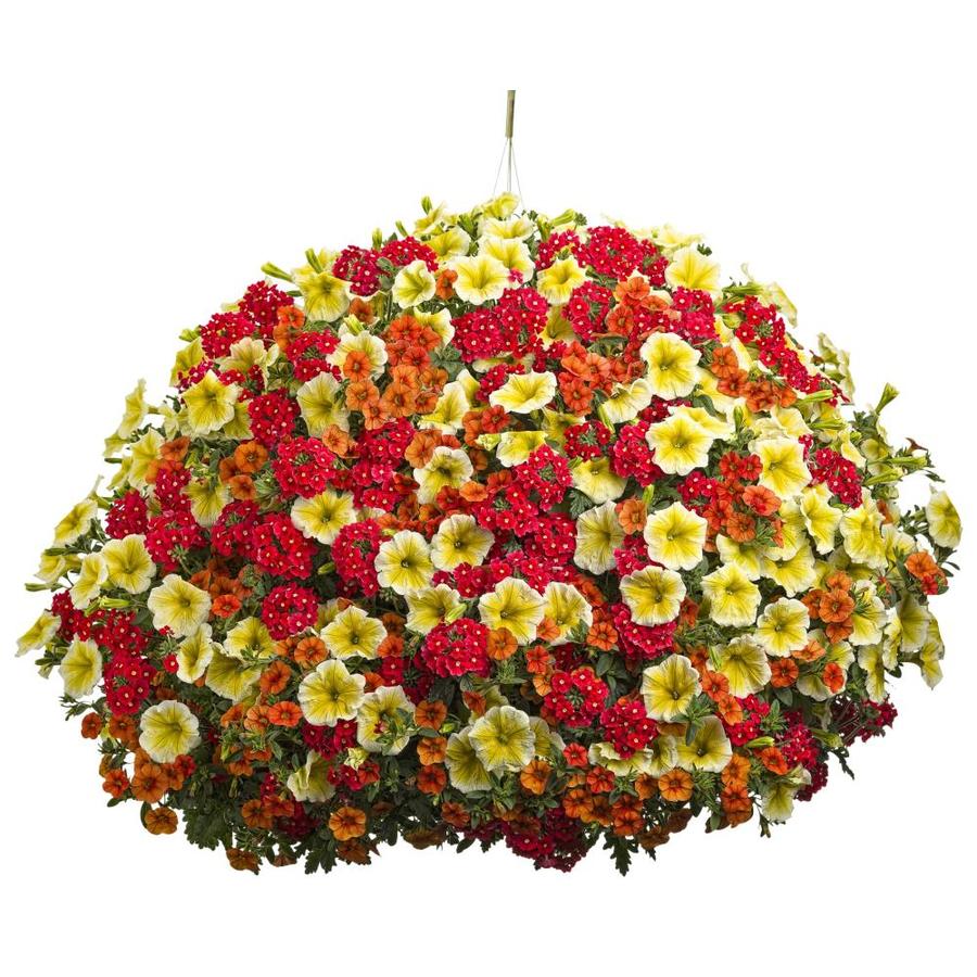 Proven Winners 3Gallon Multicolor Combo in Hanging Basket at