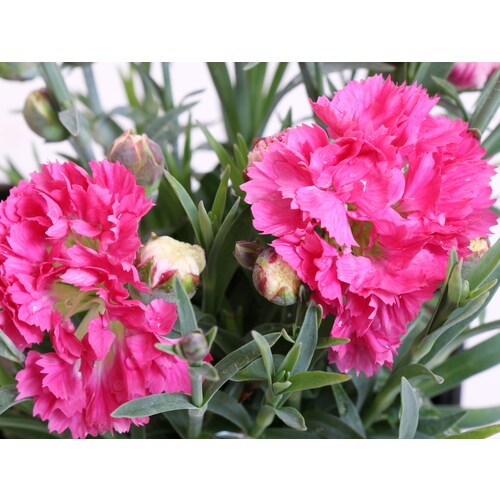 2-Quart in Pot Dianthus in the Perennials department at Lowes.com