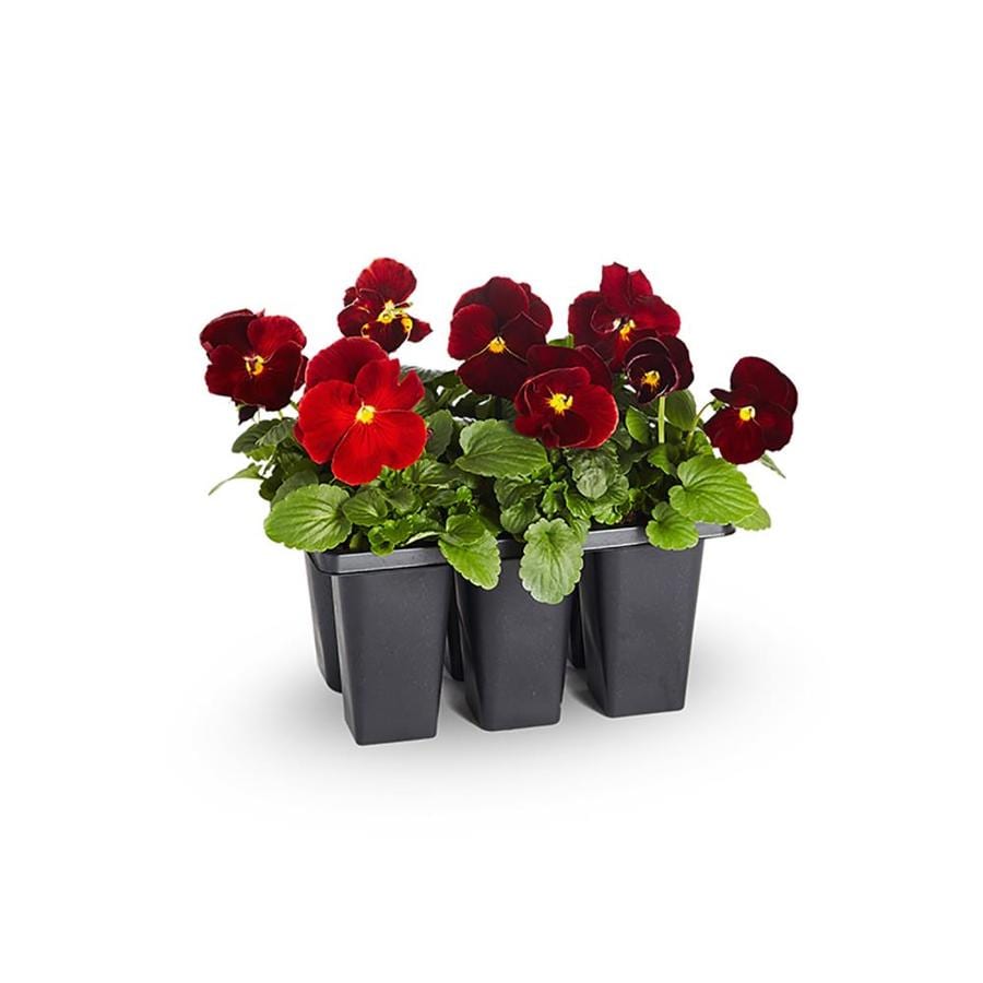 6 Pack Pansy (N/A) at