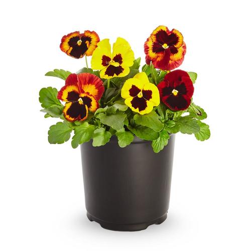 Can Pansies Survive Cold Temperatures - can pansies withstand freezing temperatures