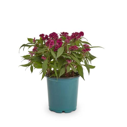 2.5-Quart Multicolor Celosia in Pot (L17148) at Lowes.com