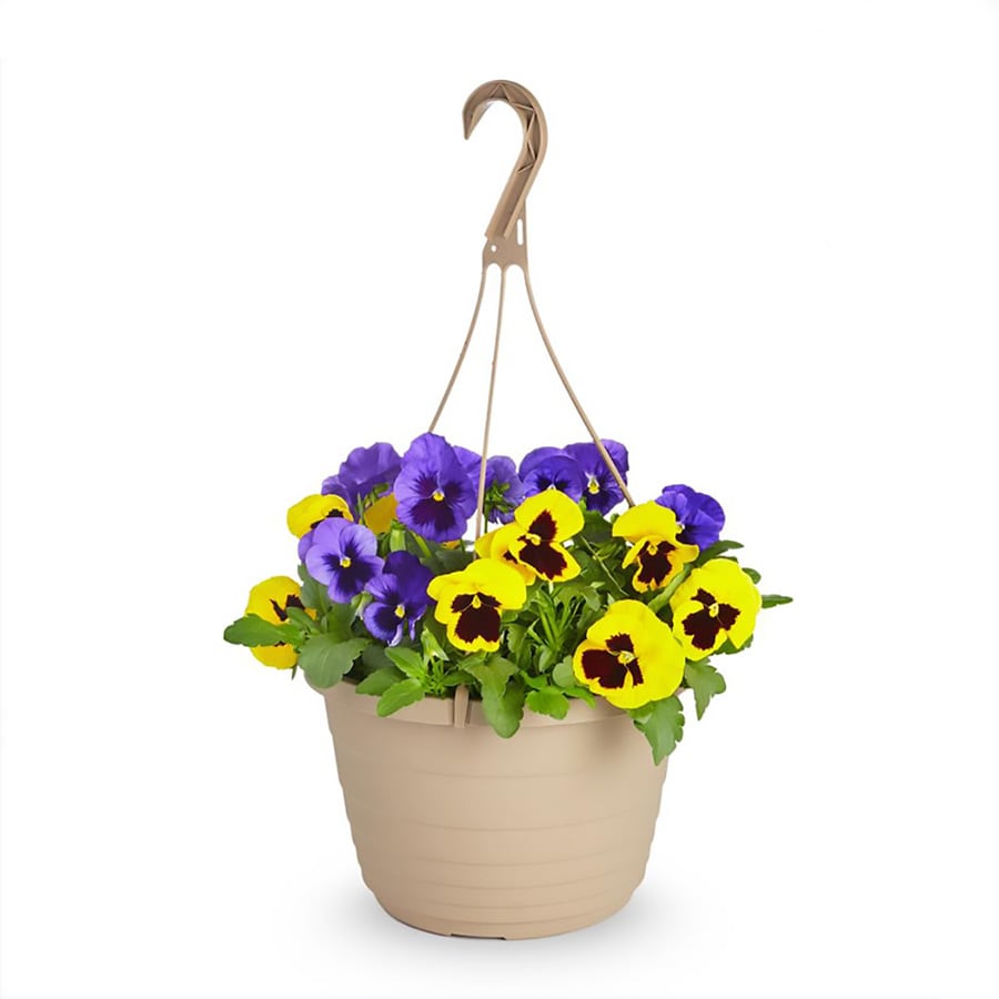 1.5Gallon Multicolor Pansy in Hanging Basket (L5048) in the Annuals