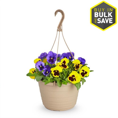 1.5Gallon Multicolor Pansy in Hanging Basket (L5048) in the Annuals department at