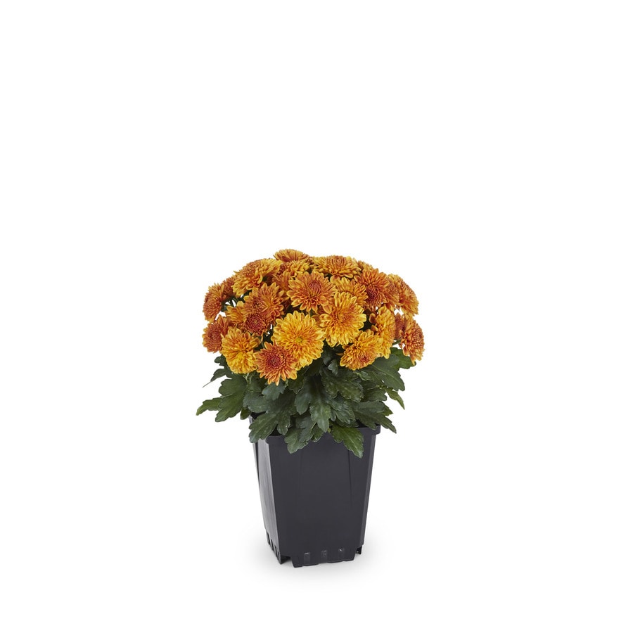 1 Pint Orange Garden Mum In Pot L4359 At