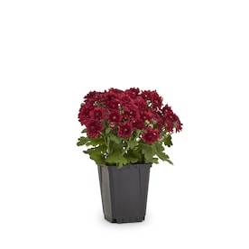 1-Pint Red Garden Mum in Pot (L4359)