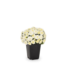 1-Pint White Garden Mum in Pot (L4359)