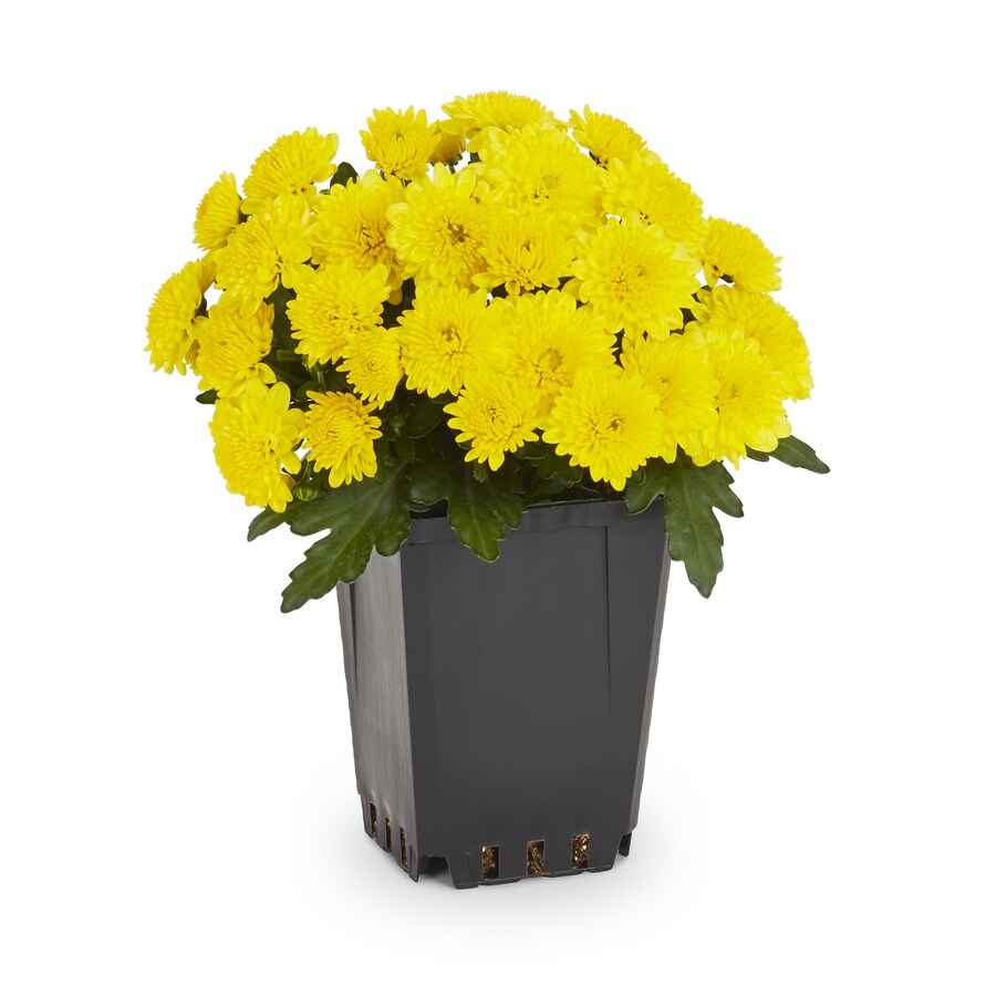 1-Pint Yellow Garden Mum in Pot (L4359) at Lowes.com