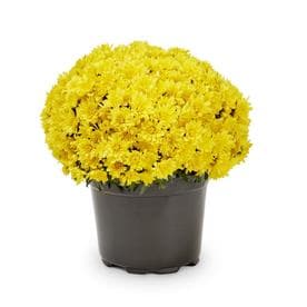 3-Quart Yellow Mum in Pot (L5581)