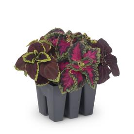 6-Pack Lavender Coleus in Tray (L2567)