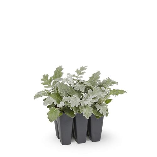 6Pack Dusty Miller in Tray (L5702) in the Annuals department at