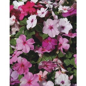 6-Pack Multicolor Impatiens in Tray (L6587)