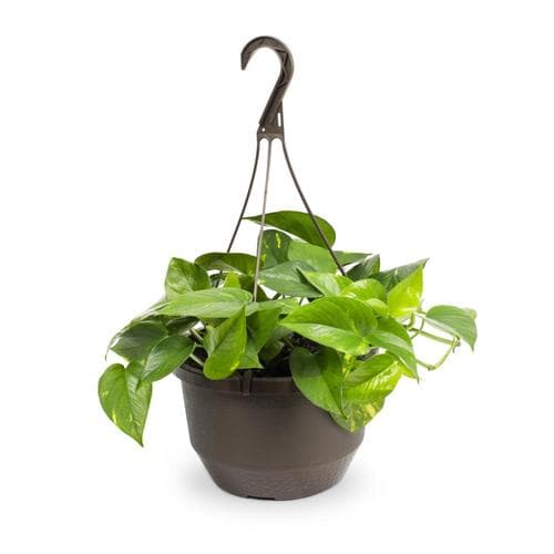 1.5Gallon in Hanging Basket Pothos (L4925) in the Vines department at