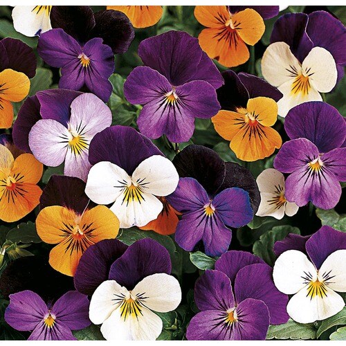 1.5Gallon Multicolor Viola in Hanging Basket (L16523) in the Annuals department at
