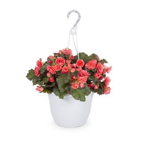 1.5-Gallon Multicolor Begonia in Hanging Basket (L6589)