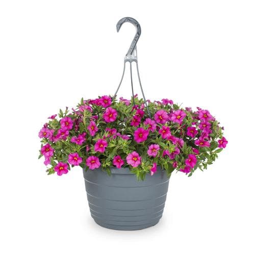 1.5-Gallon Multicolor Calibrachoa in Hanging Basket (L17603) in the ...