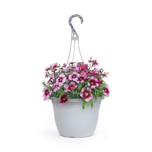 1.5-gallon Multicolor Dianthus In Hanging Basket (l17860) In The 