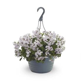 1.5-Gallon Multicolor Geranium in Hanging Basket (L5450)
