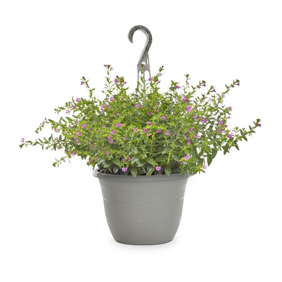 1 5 Gallon Purple Mexican Heather In Hanging Basket L7071 At Lowes