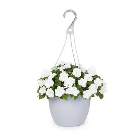 1.5-Gallon Multicolor Impatiens in Hanging Basket (L6587)